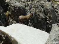 2026-06-13 Da m. San Nicola al Sirente 182